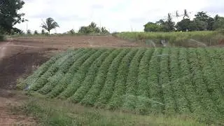 Irriga&ccedil;&atilde;o batata doce 75 dias ap&oacute;s o plantio.