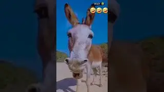 Imran abbas funny video #viral #comedy #youtubeshorts #funny