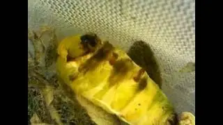 The Actias luna Moth Pupating