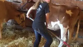 Bethlehem Fair Cows