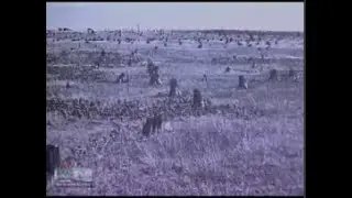 Forest Story: Restoring a Wisconsin Treasure