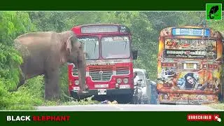 Drivers Panic as Aggressive #Elephants Take Over the Highway | Real Wild Encounter #elephantattack