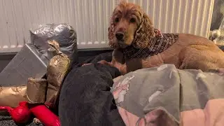 Scruffys Christmas day 🦌⛄🎅🐾🎀🎁🎄