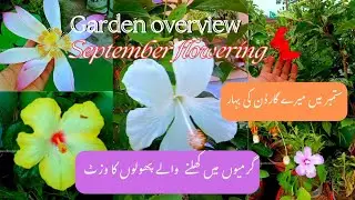 Top Trending Summer⛱️ Flowers 🌸 plants for 2025 |September Garden 🏡 overview.Heavy blooming 🌹 🌺 🌻