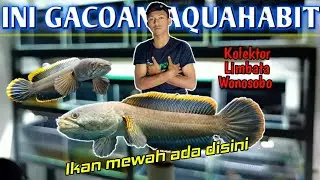 Koleksi limbata aquahabit Wonosobo. limbata kelas sultan!! rim super tebel dan galak😍 #2