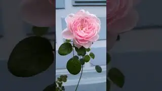 Queen of Sweden Rose by David Austin in Shillong Garden || Shillong plants || Meghalaya, India||
