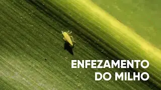 ENFEZAMENTO DO MILHO - COM LAERCIO DALLA VECCHIA PROGRAMA #05 - AGRO EM FOCO TV DIGITAL - 11/03/21