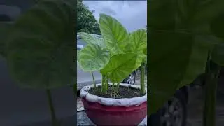 Stem cutting of elephant ear plant // Short video // My home garden.