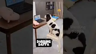 Sogamaana Climax 🤣 #funny #dog #shorts #dogs #shortsfeed #animals #dubbingdappa #dogvideos #pets