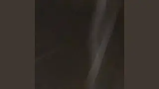flies