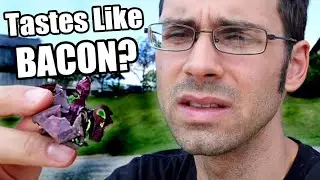 DULSE : Does This Seaweed Actually Taste Like BACON? (+ The worlds Largest Covered Bridge!)