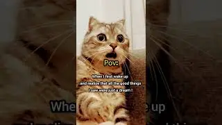 #relaxingmusic #adventure #best #cat #funny #music #kitty #pov #love #sleep #dream #funny #animal