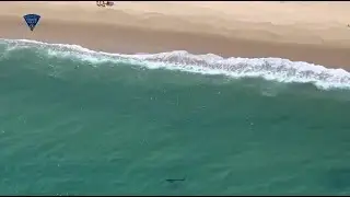 VIDEO NOW: Shark Sighting Closes Truro Beach