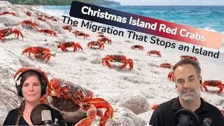 Christmas Island’s Red Crabs: The Migration That Stops an Island