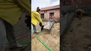 #poultrybreeding#SCIENTIFIC CHICKEN#Tunnel-type runway chicken cage