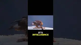 Golden Eagle's Survival Tactics!
