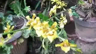 Update - Oncidium Dancing Lady 