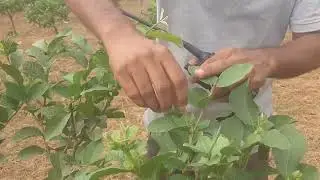 Yield in Guava Increase? AM Agro takes Care of Pruning, Mulching & Poly-bagging.. Dr. Zaman