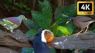 Cat TV for Cats to Watch 😻🐦 The Ultimate Cute Squirrels, Birds on a Pyramid 🐿 Cat Games 4K HDR