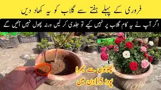 Now the time fertilize rose plants || Best fertilizer for rose plant || Gulab care and tips.