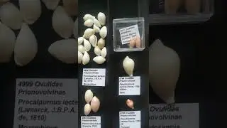 Ovulidae Carlos Carvalho