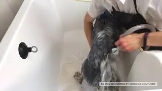 #doggrooming #englishsetter Dog Grooming UK - K9 Dog Grooming By Rebecca Goutorbe Derbyshire Uk