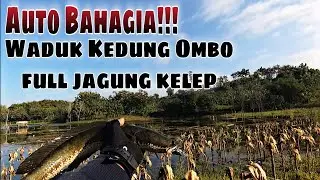 Casting Gabus Waduk Kedung Ombo pas lagi Ganas Ganasnya‼️
