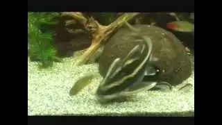 Platydora