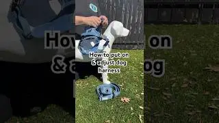 How to put on & adjust dog harness. #dogtips #dogharness #denimlove