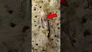 ЕДИНСТВЕННАЯ рыба, способная ходить по дну океана! 😱‼️ #факты #вирусный