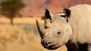 Indian Rhino Vision 2020: What is it? , Translocation of Rhinos, Threats to Rhinos.