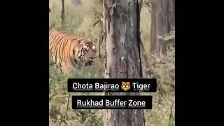 Big Boss Chota Bajirao 🐯 Tiger Sighting. Rukhad Gate Pench tiger reserve.2025