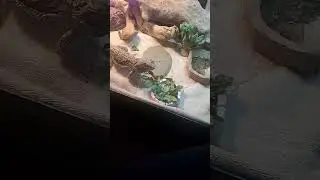 lizard eats lettuce what happens next?!?