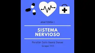 Sistema nervioso - Anatomía Veterinaria 1 👩🏻‍⚕️✨