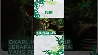Okapi, Hewan Mirip Jerapah dan Zebra yang Pemalu