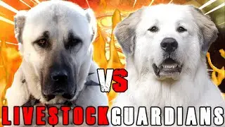 Kangal vs Great Pyrenees | Great Pyrenees vs Kangal | Powerful Guard Dog? | Billa Boyka |