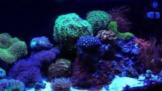 jmadden184's Reef Tank Equipment