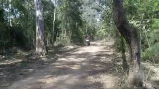 Grey gums take two.wmv