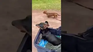 Dogs Being Funny for 1 Minute Straight 😂🐾 | Try Not to Laugh #Short,dogs, funnydogs