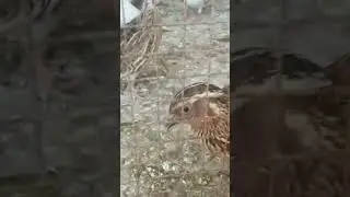 Quail and dove setup