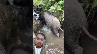Wild Boar Jungle Life #pig #boar #viral #animals #short #wildpig #wildboar #wildlife