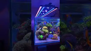 Colorful Corals in Reef Tank 🪸