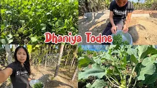 Khet Se Dhaniya Todke Laya 