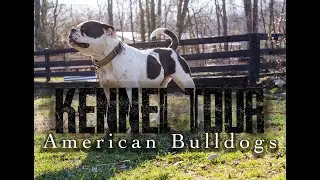 Inside look at Bretton's American BULLDOGS! (KENNEL TOUR)