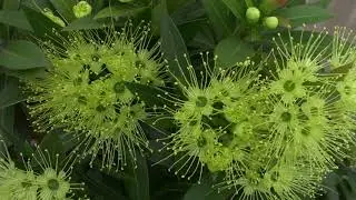 Ксантостемон золотистый  Xanthostemon chrysanthus