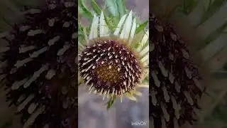 Pupava obecn&aacute; na mal&yacute; artyčok, Carline thistle for a small artichoke