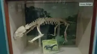 Regional museum of natural history bbsr||PART-2#shortvideo #trending