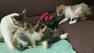 Кошки и котята: 818, 727, 653, 570, 469, 452, 404, 328, 213, 175, 75, 235, 169, 67, 33d