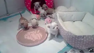 Smooth (Short) Coat Chihuahua Puppies (First Wet Food)