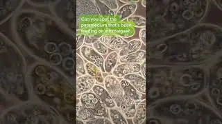 Paramecia are single-celled organisms found in freshwater around the world.
